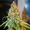 Delicious Seeds - Critical Kali Mist - feminised