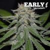 Delicious Seeds - Critical Neville Haze Early Version - feminised