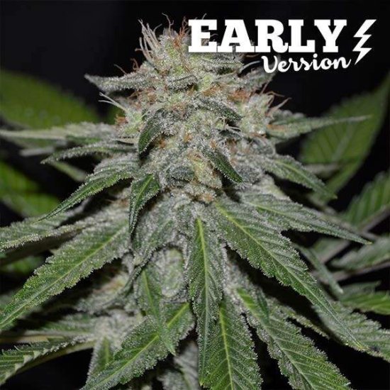 Delicious Seeds - Critical Neville Haze Early Version - feminised Click image to close