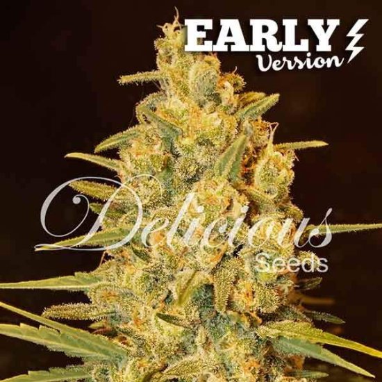 Delicious Seeds - Critical Sensi Star - feminised Click image to close