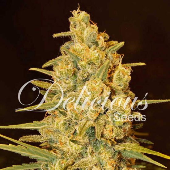 Delicious Seeds - Critical Sensi Star - feminised Click image to close