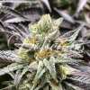 Delicious Seeds - Delicious Cookies - feminised
