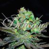 Delicious Seeds - Eleven Roses - feminised