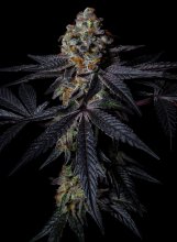 (Bild für) Diamond Dust Feminised Seeds