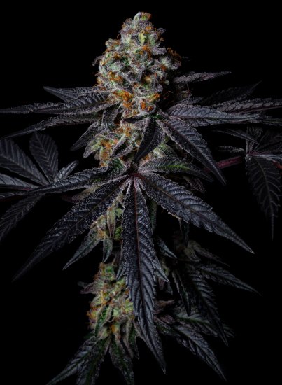 (Bild für) Diamond Dust Feminised Seeds