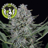 Cookies Automatic Feminised - Dinafem Seeds