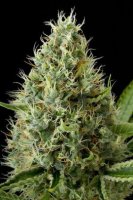 Dinamex Feminised - Dinafem Seeds
