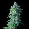 BULK Seeds - 24K Gold - DNA Genetics