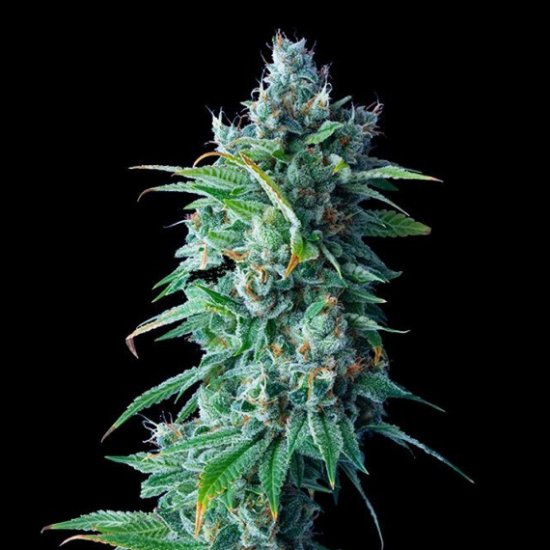 (image for) BULK Seeds - 24K Gold - DNA Genetics