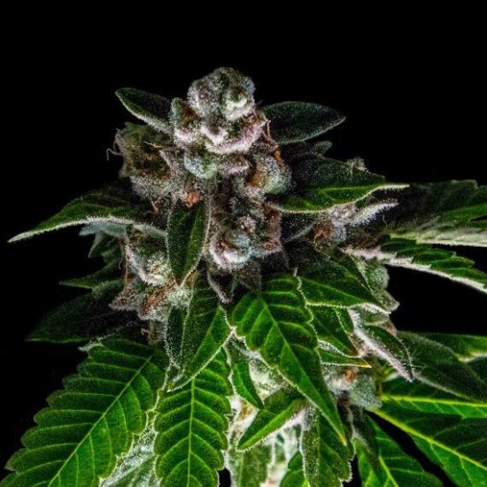 DNA Genetics - Bakers Delight - feminised Click image to close