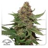 Dutch Passion - Strawberry Cough - feminised