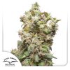 Dutch Passion - THC-Victory - feminised