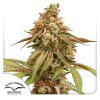 Dutch Passion - Tropical Tangie - feminised