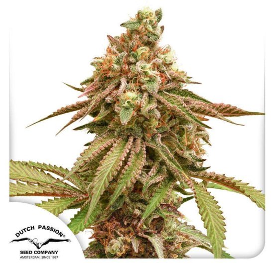 Dutch Passion - Tropical Tangie - feminised Click image to close
