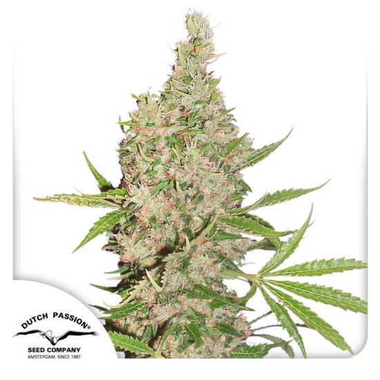 Dutch Passion - White Widow - feminised Click image to close