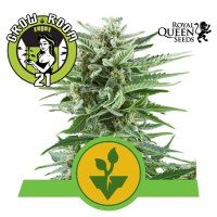 Easy Bud Automatic Feminised - RQS