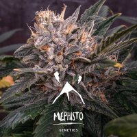 Forgotten Cookies Auto Feminised Seeds