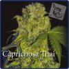 Elite Seeds - Caprichosa Thai - feminisiert