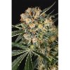 Exotic Seeds - Hippie Therapy CBD - feminised