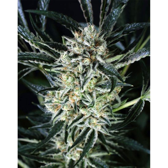 Exotic Seeds - Jelly Bananen - feminised Click image to close