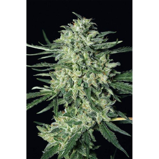 Exotic Seeds - Quick Mass - feminised Click image to close