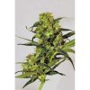 Exotic Seeds - Spicy Bitch - feminised