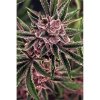 Exotic Seeds - Tropical Fuel - feminised