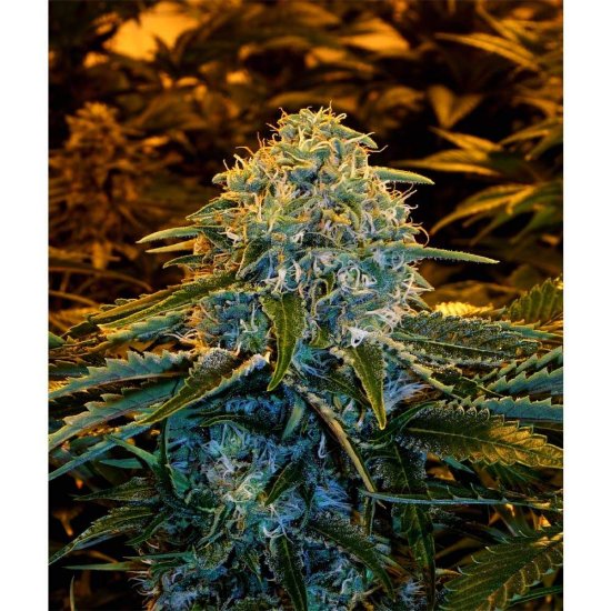 Exotic Seeds - Z&Z - feminised Click image to close