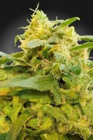 Divine CBD Feminised Seeds (CBDivine‚Ñ¢)