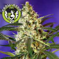 Fast Bud #2 Automatic Feminised - Sweet Seeds