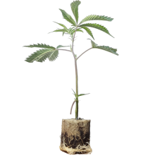 (Bild für) Hanfstecklinge Fat Banana – Royal Queen Seeds