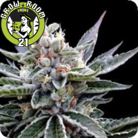Florida Gold Feminised - DNA Genetics
