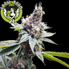 Florida OG Feminised - DNA Genetics