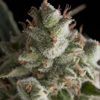 Fresh Candy Automatic Feminised - Pyramid Seeds