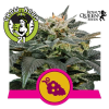 Fruit Spirit Feminised - Royal Queen Seeds