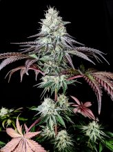 (Bild für) Garlic Cookies Feminised Seeds