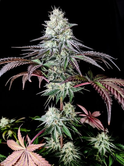 (Bild für) Garlic Cookies Feminised Seeds