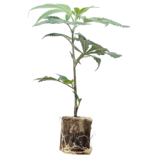Glueberry OG - Passion néerlandaise