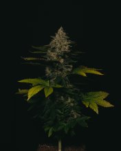 (Bild für) Gorilla Cookies Feminised Seeds
