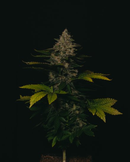 (Bild für) Gorilla Cookies Feminised Seeds