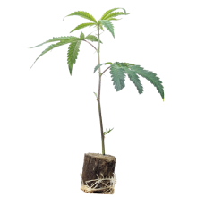 (Bild für) Hanfstecklinge Gorilla Girl – Sweet Seeds