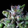 Gorila Feminised - Pyramid Seeds