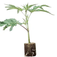 Boutures de cannabis Gorilla Zkittlez – Barney's Farm