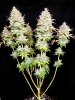 (Bild für) Grateful End OG Feminised Seeds