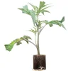 (image for) Cannabis Clones Green Crack – Humboldt Seeds