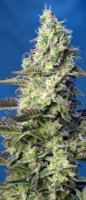 Green Poison XL Automatic Feminised - Sweet Seeds