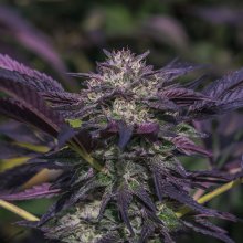 Blue Diesel Auto - Growers Choice