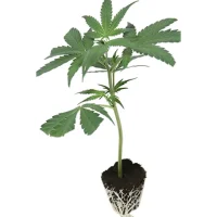 (image for) CLASSIC HEMP-CUTLINGS