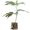 Boutures de cannabis US-Kali Cookies & Cream – Exotic Genetix
