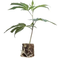Esquejes de cannabis US-Kali Cookies & Cream – Exotic Genetix